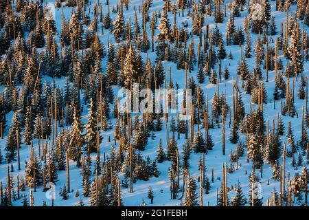 Dead tree trunks and spruce (Picea abies) trees in winter, mount Lusen, Bavarian Forest, Bavaria, Germany Stock Photo