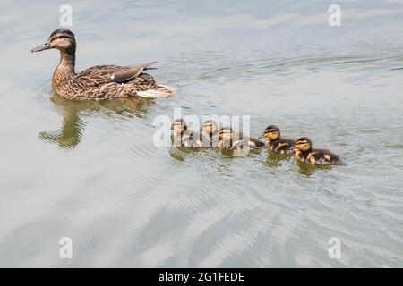 A mallard and 5 baby ducklings on the lake in Kissena Park, Flushing, New York City. Stock Photo