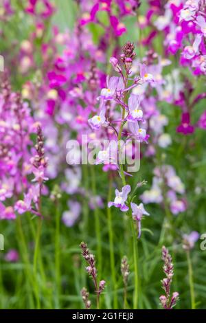 Mixed colours of the annual bedding plant Linaria maroccana, Linaria 'Northern Lights' flowering in late spring to early summer in a garden in Surrey Stock Photo
