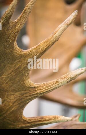 Close up shot of some European fallow deer horns. Stock Photo