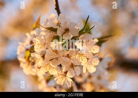 Sour cherry (Prunus cerasus), blooming, Bavaria, Germany Stock Photo