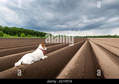 Jack russel terrier between soil rows before planting on plowed agricultural field prepared for planting crops in spring Stock Photo