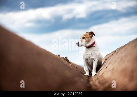 Jack russel terrier between soil rows before planting on plowed agricultural field prepared for planting crops in spring Stock Photo