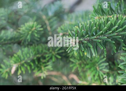 Korean fir branch close-up. Spring green fir branch, selective focus, low-depth-of-field photo, horizontal position. High quality photo Stock Photo