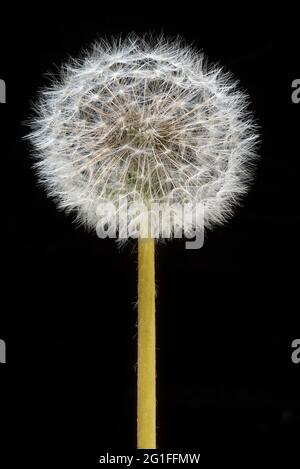 Withered dandelion (Taraxacum sect. Ruderalia) on black ground, studio photograph, Germany Stock Photo