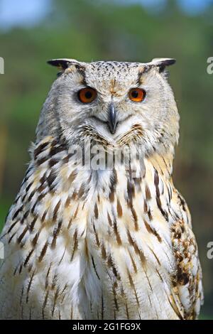 Siberian eagle owl (Bubo bubosibiricus), portrait, captive, occurrence Siberia Stock Photo