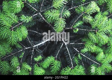 Closeup nature view of green spruce needles on spring twigs in forest. Copyspace make using as natural green plants and ecology backdrop Stock Photo