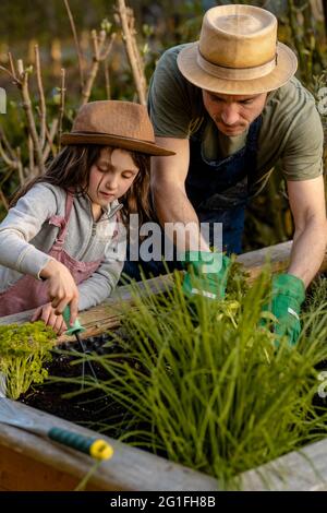 Father and daughter working on the raised bed Stock Photo