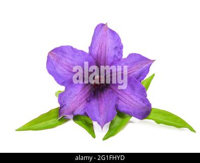 Clematis flower head isolated on white background Stock Photo