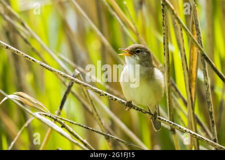 Reed warbler (Acrocephalus scirpaceus) sitting on a reed, singing, Hesse, Germany Stock Photo