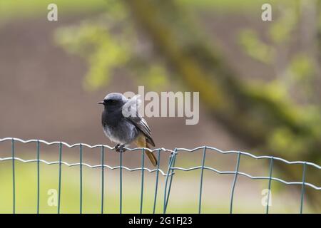 Black redstart (Phoenicurus ochruros), male, standing on wire fence, Hesse, Germany Stock Photo