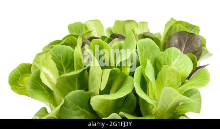 Fresh Salad bush isolated on white background Stock Photo