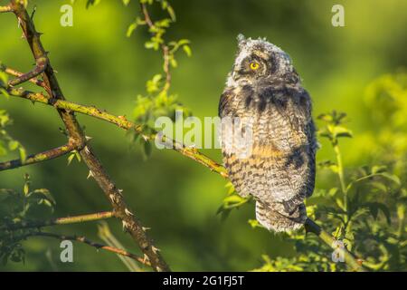 Long-eared owl (Asio otus), young bird, sitting on Bromberg branch, Hesse, Germany