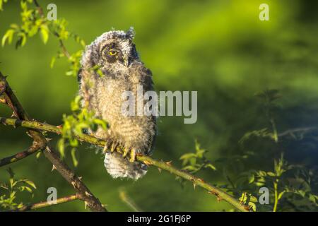 Long-eared owl (Asio otus), young bird, sitting on Bromberg branch, Hesse, Germany