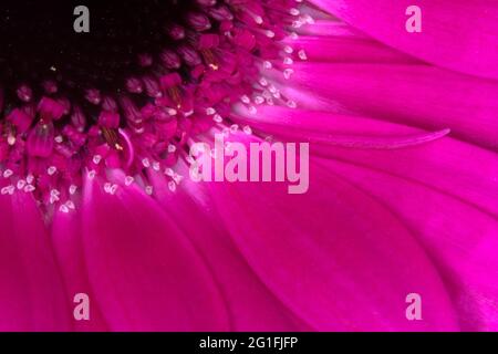 Purple gerberas. Close-up of gerber. Large plank of flower. Stock Photo