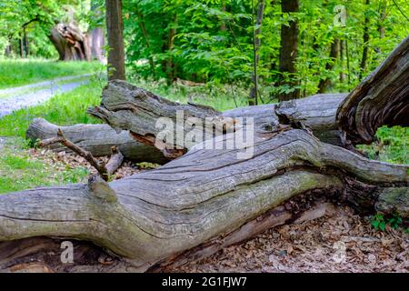 giant chestnut tree, castanea sativa, near liebing in the austrian county burgenland Stock Photo