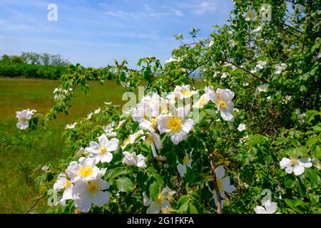 wild rose, rosa canina near illmitz in the austrian national park neusiedler see, seewinkel Stock Photo