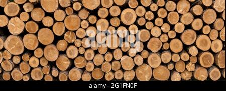 Stack of sawed tree trunks in panoramic close-up Stock Photo