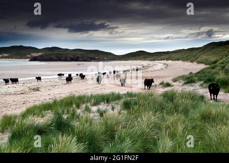 Beach, Cows, Dunes, Marram Grass, Balnakeil Bay, Durness, North coast, Highlands, Highland, Scotland, Great Britain Stock Photo