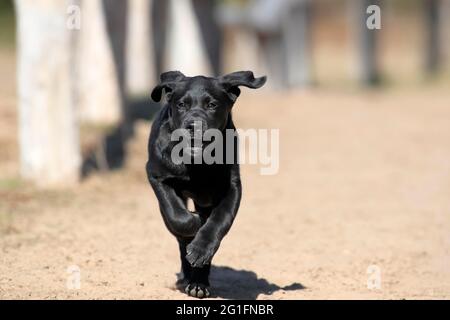 Labrador Retriever (Canis lupus familiaris), puppy, running, Hesse, Germany Stock Photo