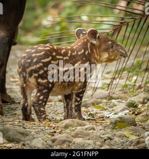 Tapir Baby (Tapirus bairdii) exploring its surroundings, Rio Celeste Tenorio National Park, Central America, Costa Rica Stock Photo