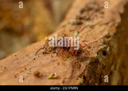 Leaf-cutter ants (Acromyrmex) queen being tended by her workers, La Amistad National Park, Selva Bananito, Central America, Costa Rica Stock Photo