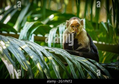 Capuchin monkey (Cebus imitator), nature reserve, Costa Rica Stock Photo