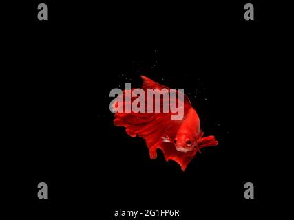 Super Red Halfmoon, Cupang, Betta, siamese fighting fish beyond bubbles, Isolated on Black Stock Photo