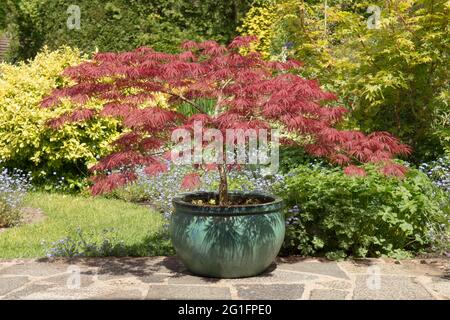 Acer palmatum dissectum Garnet, Japanese maple, in a green pot on a garden patio, purple Burgundy leaves, spring, May, UK Stock Photo