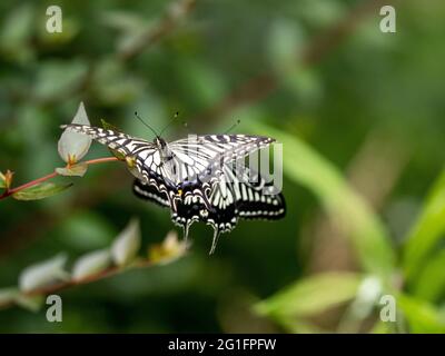 Closeup of beautiful Chinese Yellow Swallowtail (Papilio xuthus) butterflies sitting on the plant Stock Photo