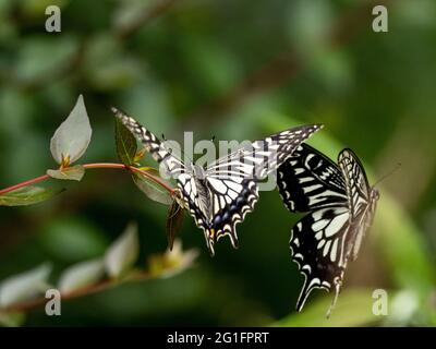 Closeup of beautiful Chinese Yellow Swallowtail (Papilio xuthus) butterflies sitting on the plant Stock Photo