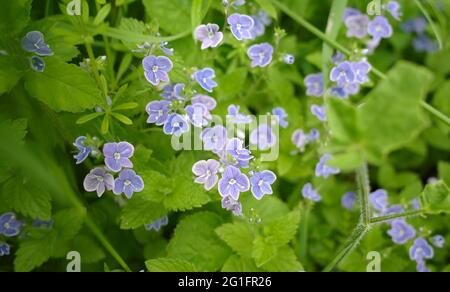 Pale blue flowers of Veronica filiformis (slender speedwell, creeping speedwell, threadstalk speedwell, Whetzel weed). Native: eastern Europe, Asia Stock Photo
