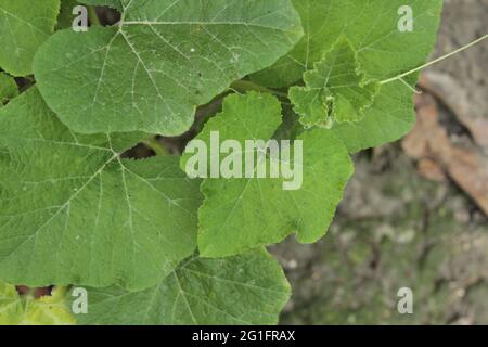 top view at a young pumpkin plant with green leaves in the vegetable ...