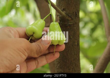 A hand touching java apple or syzygium samarangense on tree branch Stock Photo