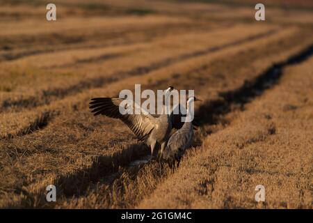 Common european Crane Grus grus overwintering in Camargue, France Stock Photo