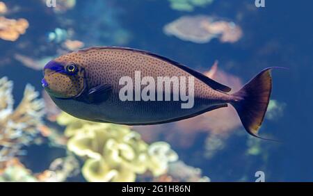 Close-up view of a bignose unicornfish (Naso vlamingii) Stock Photo