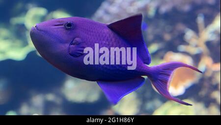 Close-up view of a Redtoothed triggerfish (Odonus niger) Stock Photo