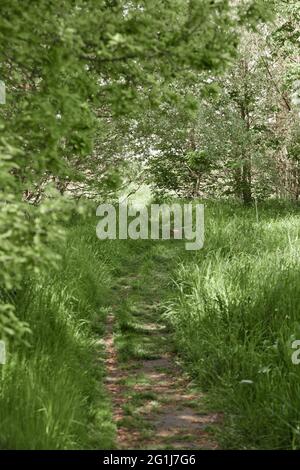 green forest with large trees and tall grass Stock Photo