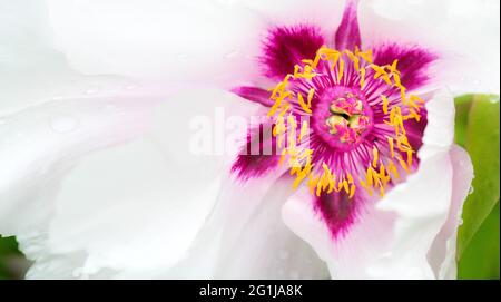 the white and purple peony is in full bloom, the large petals provide space for a text layout; copyspace, double page Stock Photo