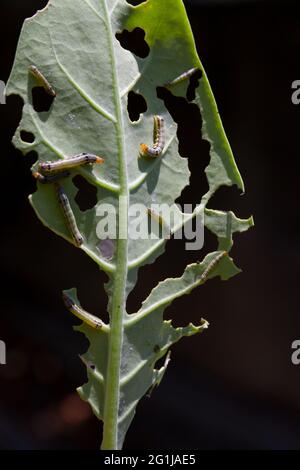 Vertical shot of caterpillars eating a leaf Stock Photo - Alamy