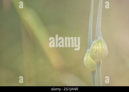 Allium flower buds with soft light Stock Photo