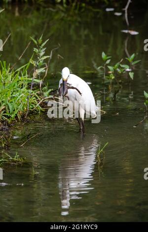 Little egret on the bank of a river with a toad Stock Photo