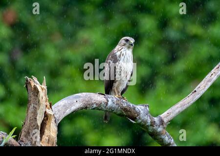 A juvenile Broad-winged Hawk (buteo platypterus) perching in a tree in the rainforest. Raptor at rest. Bird of prey in nature. Wildlfie. Stock Photo