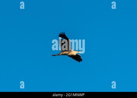 Grey heron flying in the sunset sky Stock Photo