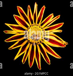 hoverfly sitting on Gazania or african daisy flower on the black background Stock Photo