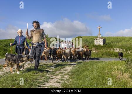 France, Indre et Loire, Verneuil-le-Chateau, transhumance of the sheep of the Shepherds of Veude in Chaveignes, towards the limestone hillsides of Rilly-sur-Vienne, the meadows belonging to the Departmental Council are classified ZNIEFF (natural areas of ecological interest in faunistic and floristic) Stock Photo