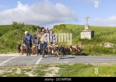 France, Indre et Loire, Verneuil-le-Chateau, transhumance of the sheep of the Shepherds of Veude in Chaveignes, towards the limestone hillsides of Rilly-sur-Vienne, the meadows belonging to the Departmental Council are classified ZNIEFF (natural areas of ecological interest in faunistic and floristic) Stock Photo