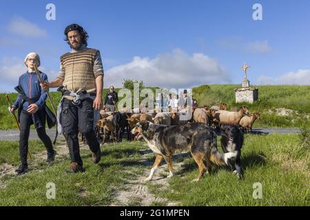 France, Indre et Loire, Verneuil-le-Chateau, transhumance of the sheep of the Shepherds of Veude in Chaveignes, towards the limestone hillsides of Rilly-sur-Vienne, the meadows belonging to the Departmental Council are classified ZNIEFF (natural areas of ecological interest in faunistic and floristic) Stock Photo