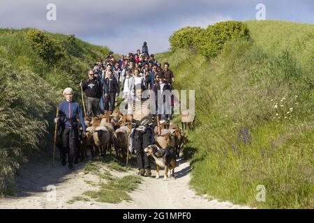 France, Indre et Loire, Verneuil-le-Chateau, transhumance of the sheep of the Shepherds of Veude in Chaveignes, towards the limestone hillsides of Rilly-sur-Vienne, the meadows belonging to the Departmental Council are classified ZNIEFF (natural areas of ecological interest in faunistic and floristic) Stock Photo