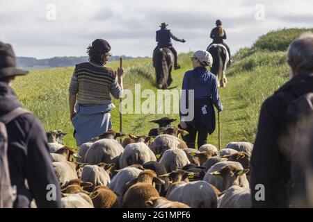 France, Indre et Loire, Verneuil-le-Chateau, transhumance of the sheep of the Shepherds of Veude in Chaveignes, towards the limestone hillsides of Rilly-sur-Vienne, the meadows belonging to the Departmental Council are classified ZNIEFF (natural areas of ecological interest in faunistic and floristic) Stock Photo